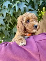 Olivia, a female Cavapoo for sale in Suisun City, CA – 1 of 5