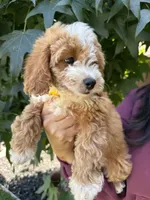Yara, a female Cavapoo for sale in Suisun City, CA – 4 of 5