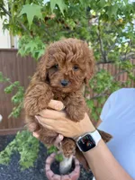 Grover, a male Cavapoo for sale in Suisun City, CA – Photo 2 of 7