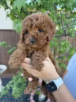 Grover, a male Cavapoo for sale in Suisun City, CA – Photo 6 of 7