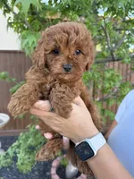 Grover, a male Cavapoo for sale in Suisun City, CA – Photo 1 of 7