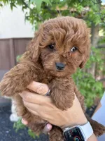 Grover, a male Cavapoo for sale in Suisun City, CA – Photo 4 of 7