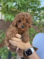 Grover, a male Cavapoo for sale in Suisun City, CA – Photo 5 of 7