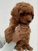 Finn, a male Cavapoo for sale in Suisun City, CA – Photo 2 of 6
