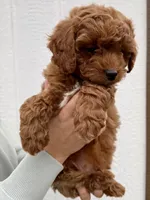Finn, a male Cavapoo for sale in Suisun City, CA – Photo 6 of 6