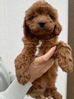Finn, a male Cavapoo for sale in Suisun City, CA – Photo 3 of 6