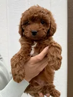 Finn, a male Cavapoo for sale in Suisun City, CA – Photo 4 of 6
