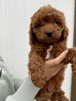 Finn, a male Cavapoo for sale in Suisun City, CA – Photo 1 of 6