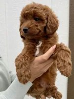 Finn, a male Cavapoo for sale in Suisun City, CA – Photo 5 of 6