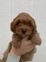 Knox, a male Cavapoo for sale in Suisun City, CA – Photo 3 of 8