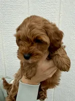 Knox, a male Cavapoo for sale in Suisun City, CA – Photo 1 of 8