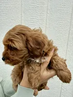Knox, a male Cavapoo for sale in Suisun City, CA – Photo 6 of 8