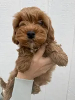 Knox, a male Cavapoo for sale in Suisun City, CA – Photo 7 of 8