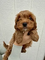 Knox, a male Cavapoo for sale in Suisun City, CA – Photo 8 of 8