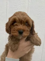 Knox, a male Cavapoo for sale in Suisun City, CA – Photo 2 of 8