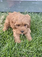 Luca, a male Cavapoo for sale in Suisun City, CA – Photo 10 of 10