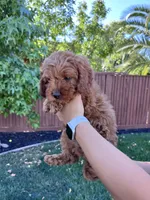 Luca, a male Cavapoo for sale in Suisun City, CA – Photo 5 of 10