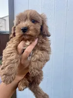 Luca, a male Cavapoo for sale in Suisun City, CA – Photo 9 of 10