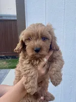 Luca, a male Cavapoo for sale in Suisun City, CA – Photo 8 of 10