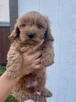 Luca, a male Cavapoo for sale in Suisun City, CA – Photo 7 of 10