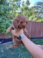 Luca, a male Cavapoo for sale in Suisun City, CA – Photo 4 of 10