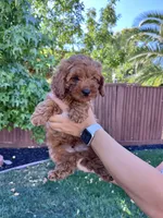 Luca, a male Cavapoo for sale in Suisun City, CA – Photo 3 of 10