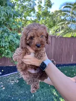 Luca, a male Cavapoo for sale in Suisun City, CA – Photo 1 of 10
