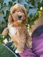 Olivia, a female Cavapoo for sale in Suisun City, CA – 5 of 5