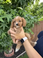 Theo, a male Cavapoo for sale in Suisun City, CA – 2 of 4