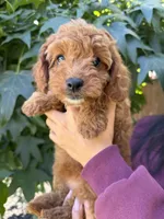 Lola, a female Cavapoo for sale in Suisun City, CA – 4 of 5