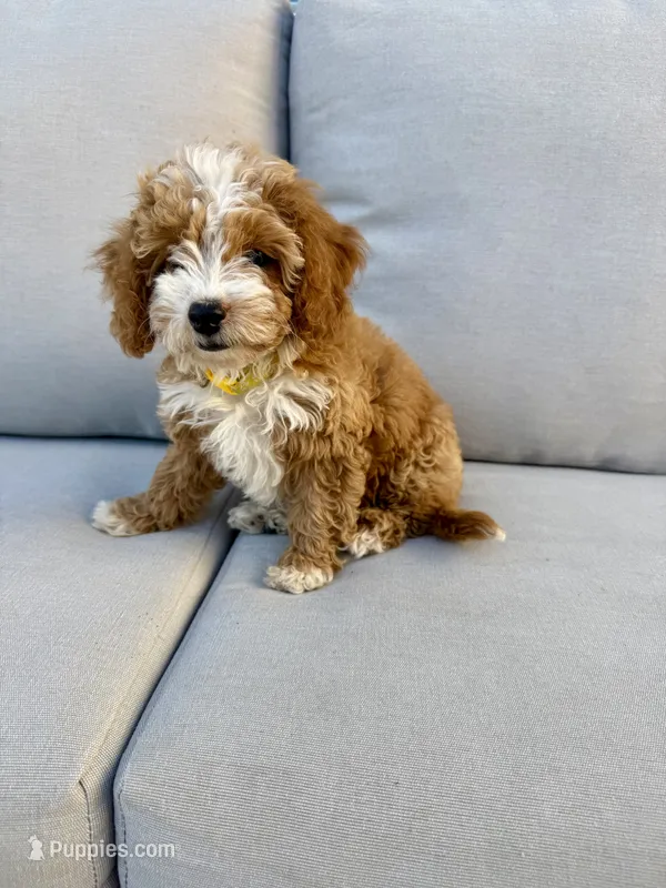 Yara – Cavapoo puppy for sale in Suisun City, CA