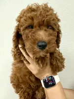 Thor, a male Cavapoo for sale in Suisun City, CA – Photo 6 of 7