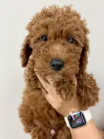 Thor, a male Cavapoo for sale in Suisun City, CA – Photo 2 of 7