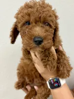 Thor, a male Cavapoo for sale in Suisun City, CA – Photo 5 of 7