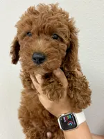 Thor, a male Cavapoo for sale in Suisun City, CA – Photo 3 of 7