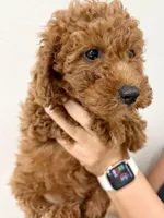 Thor, a male Cavapoo for sale in Suisun City, CA – Photo 1 of 7