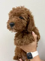 Thor, a male Cavapoo for sale in Suisun City, CA – Photo 7 of 7