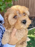 Oakley, a male Cavapoo for sale in Suisun City, CA – Photo 4 of 8