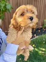 Oakley, a male Cavapoo for sale in Suisun City, CA – Photo 1 of 8