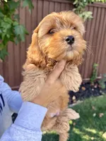 Oakley, a male Cavapoo for sale in Suisun City, CA – Photo 8 of 8