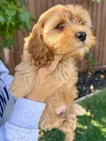 Oakley, a male Cavapoo for sale in Suisun City, CA – Photo 2 of 8