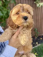 Oakley, a male Cavapoo for sale in Suisun City, CA – Photo 7 of 8