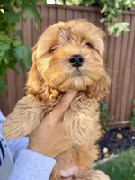 Oakley, a male Cavapoo for sale in Suisun City, CA – Photo 3 of 8
