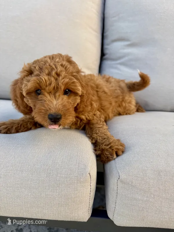Lola – Cavapoo puppy for sale in Suisun City, CA