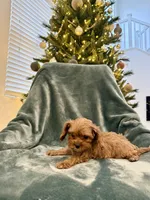 Crystal, a female Cavapoo for sale in Suisun City, CA – Photo 2 of 5