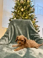 Crystal, a female Cavapoo for sale in Suisun City, CA – Photo 3 of 5