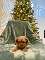 Crystal, a female Cavapoo for sale in Suisun City, CA – Photo 1 of 5