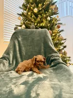 Crystal, a female Cavapoo for sale in Suisun City, CA – Photo 4 of 5