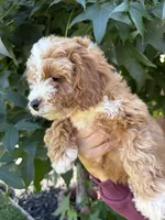 Yara, a female Cavapoo for sale in Suisun City, CA – 3 of 5