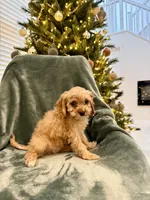 Summit, a male Cavapoo for sale in Suisun City, CA – Photo 5 of 6
